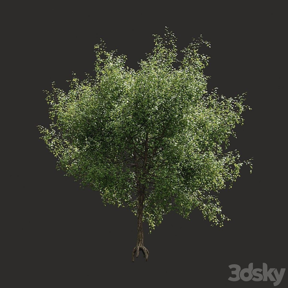 Summer tree # 05