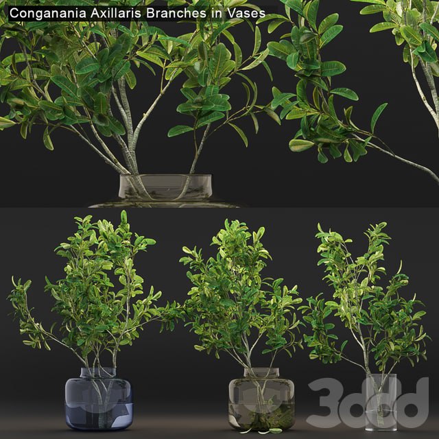 Conganania Axillaris branches in vases