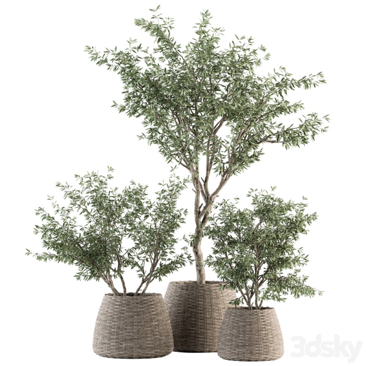 indoor Plant Set 275 - Olive Plants Set in pot