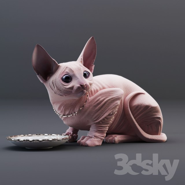 Sphynx cat