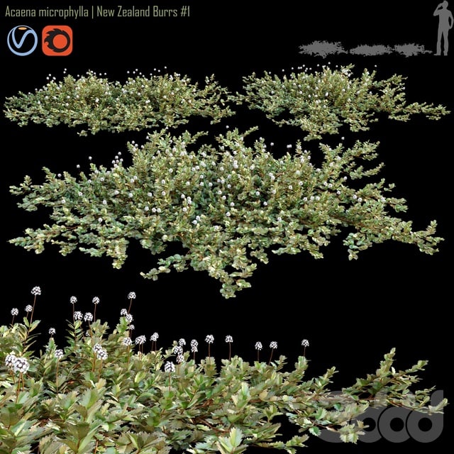 Acaena microphylla | New Zealand Burrs