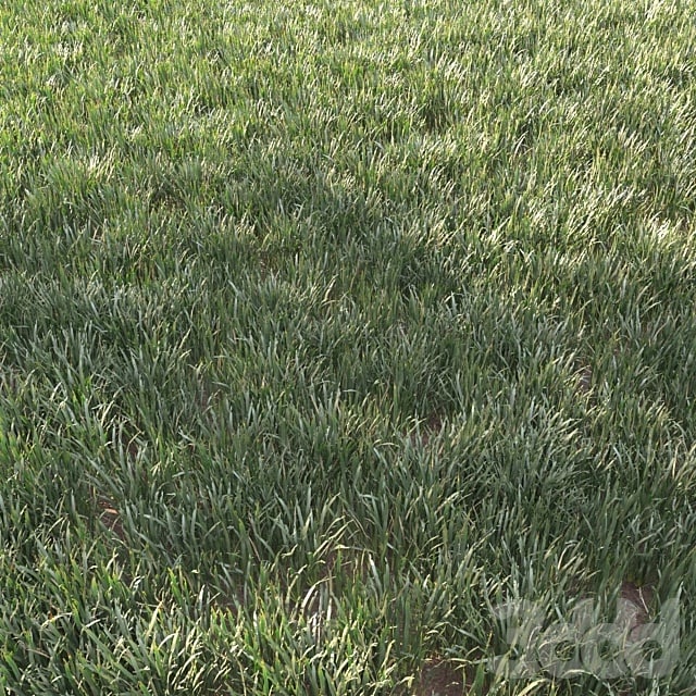 grass for landscape 11