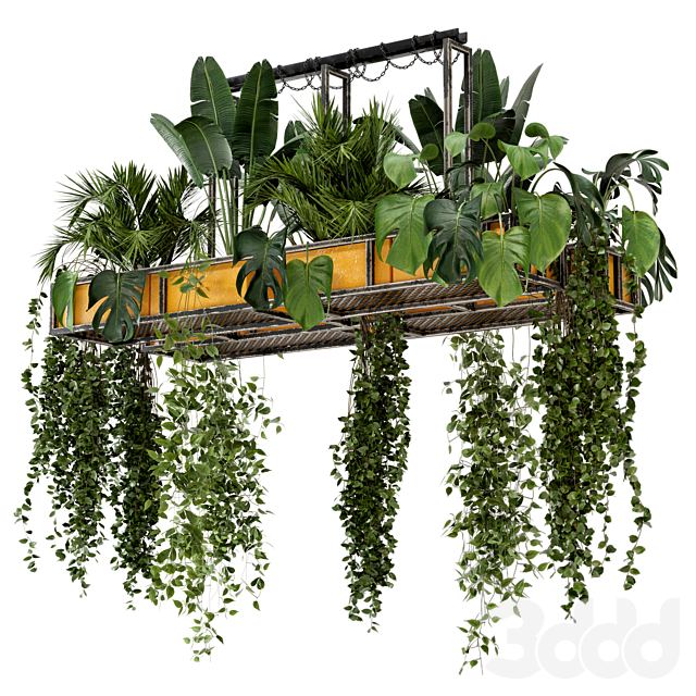 Indoor Hanging Plants in Metal Box - Set 146
