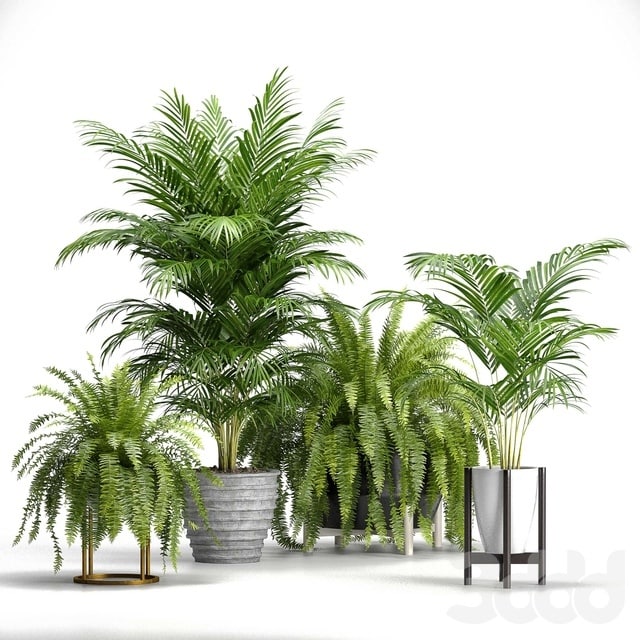 Set of plants No. 3 (Areca palm, fern)