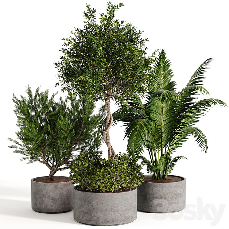 Outdoor plant collection 02