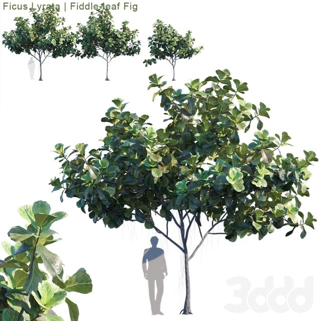 Ficus Lyrata | Feed-leaf fig