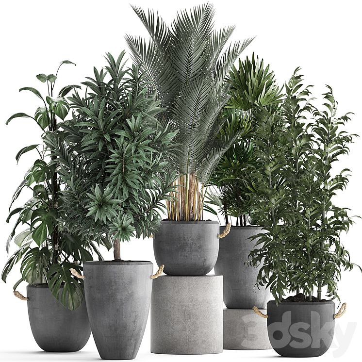 Plant Collection 413. palm, bamboo, rapis, monstera, concrete pot, flowerpot, indoor plants, Raphis Palm