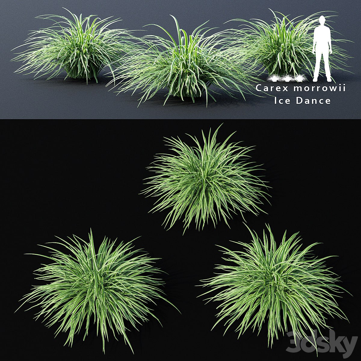 Sedge morrova | Carex morrowii Ice Dance ornamental grass