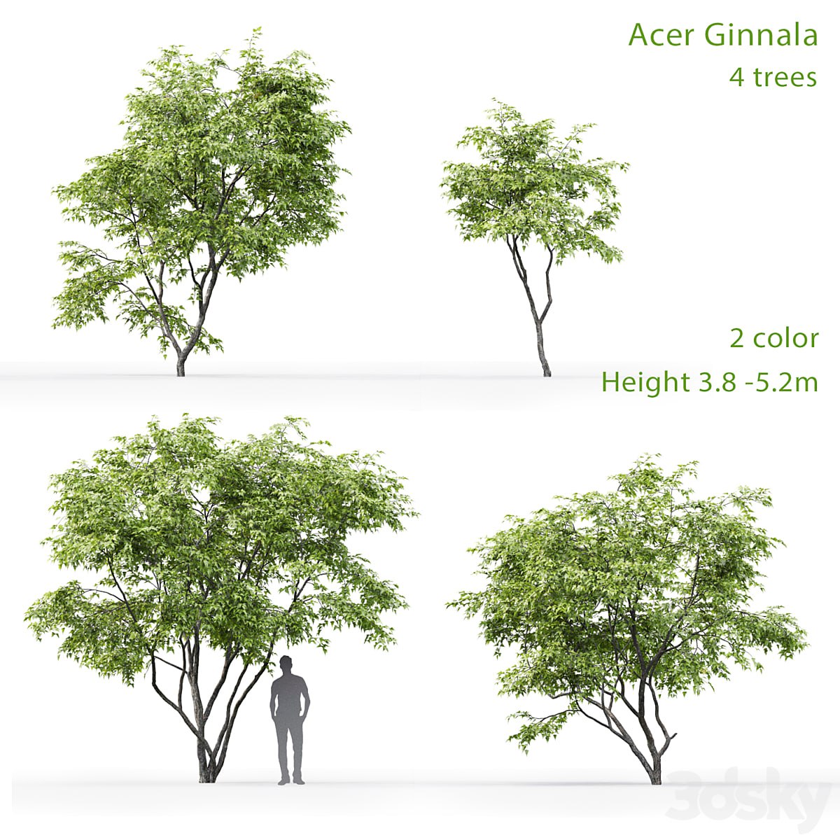 Acer Ginnala