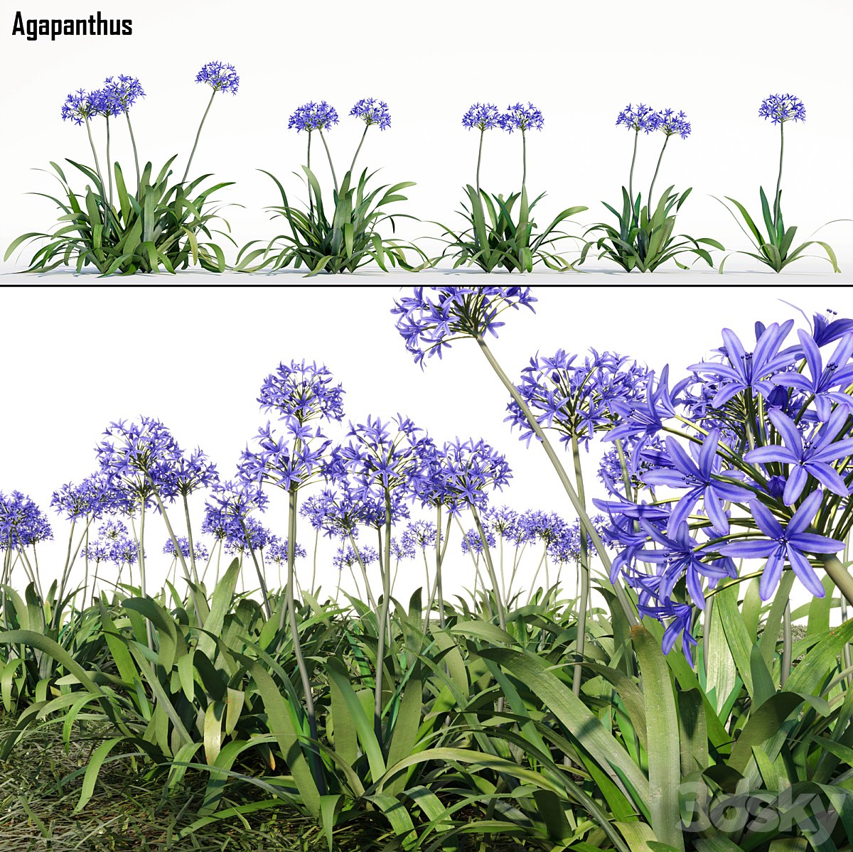 Agapanthus