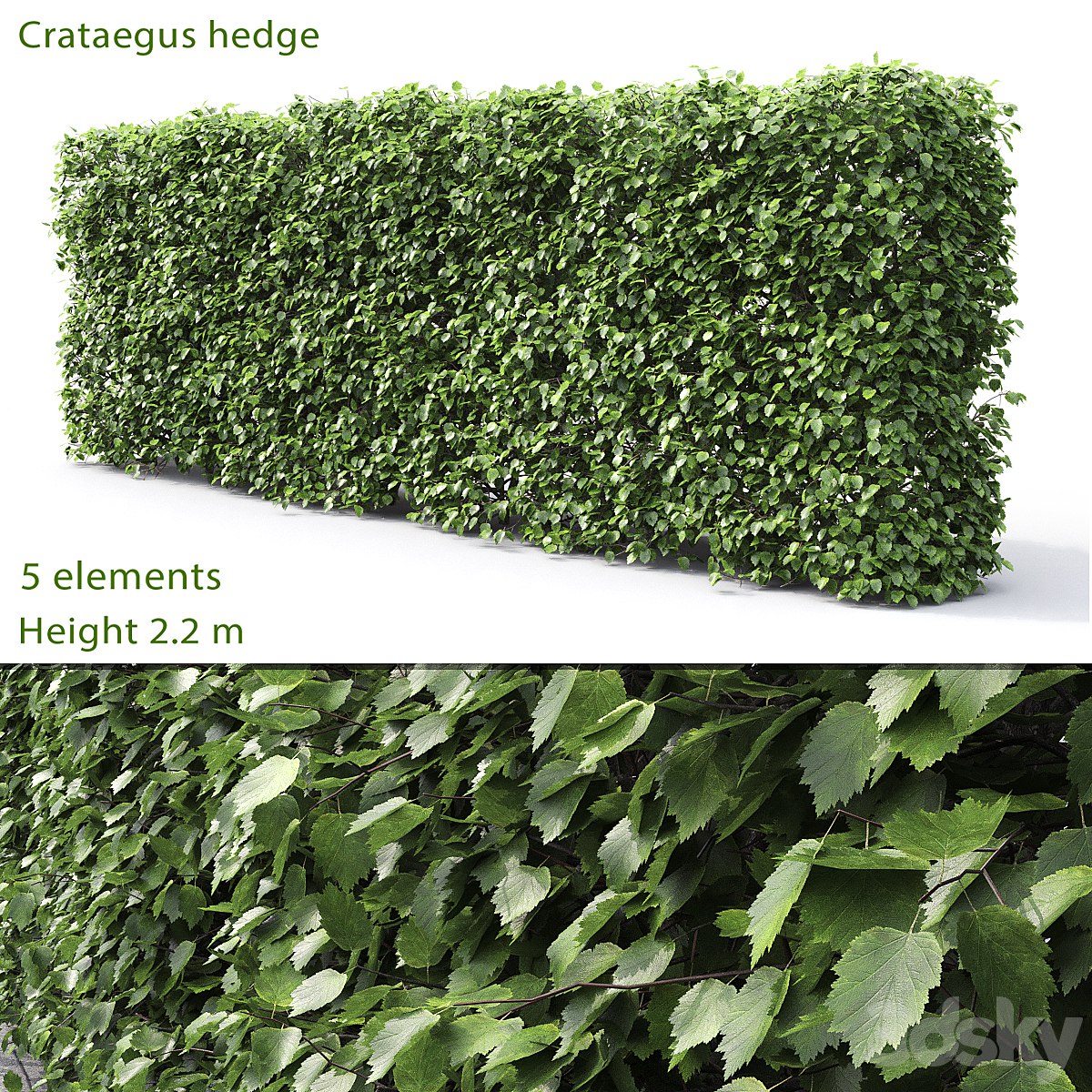 Crataegus hedge ()