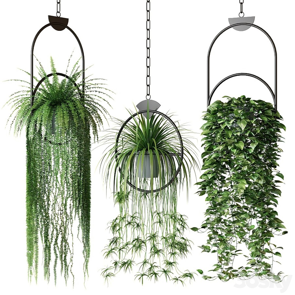 Set of hanging plants in hanging planters 2