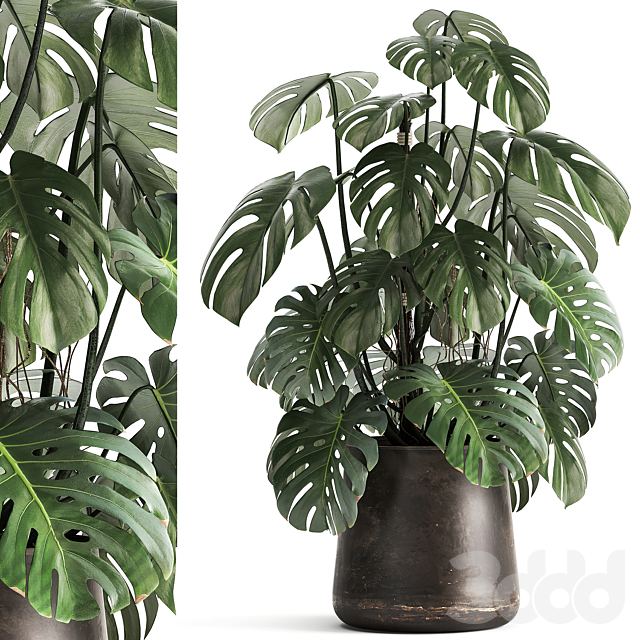 Plant collection 1001. Monstera, pot, flowerpot, bush, rusty, loft, decorative, metal flowerpot, pot, flower