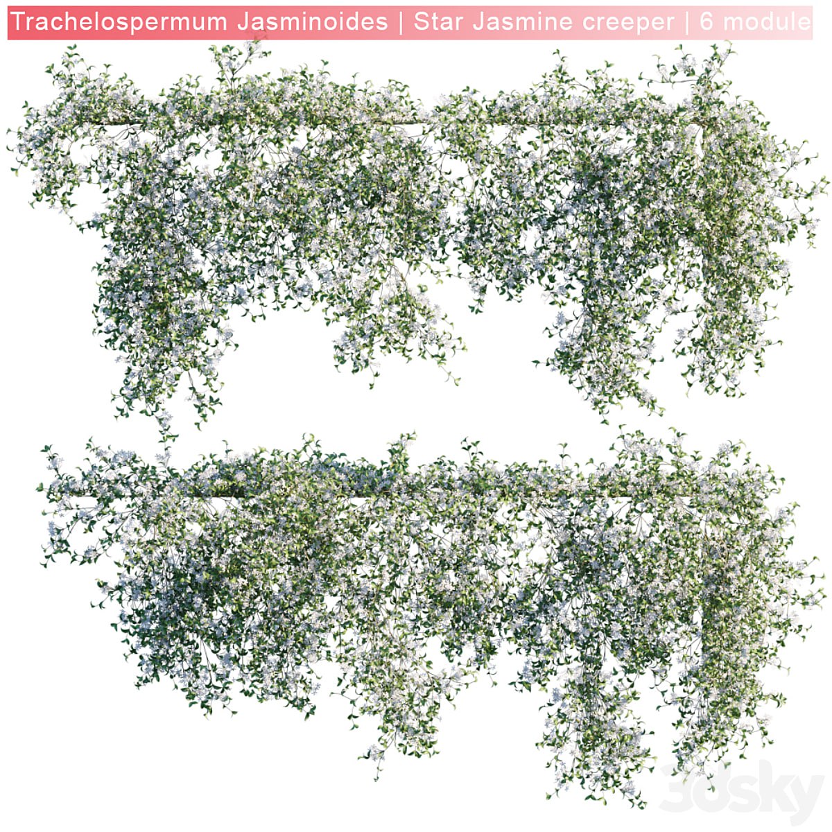 Trachelospermum Jasminoides | Star Jasmine creeper | 6 module