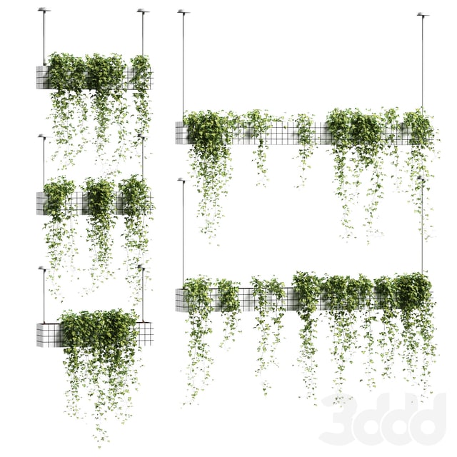 Ivy in hanging planters. 5 models