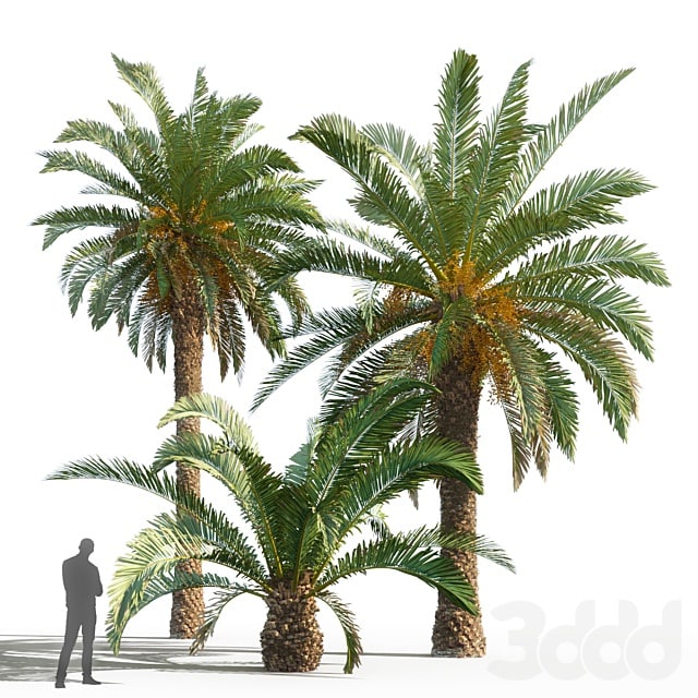 Phoenix canariensis