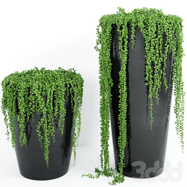 String Of Pearls Plant 4