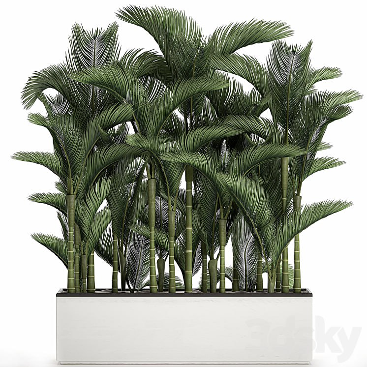 Plant collection 671. Dipsis, thickets, white flowerpot, indoor plants, palm tree, jungle, Scandinavian style