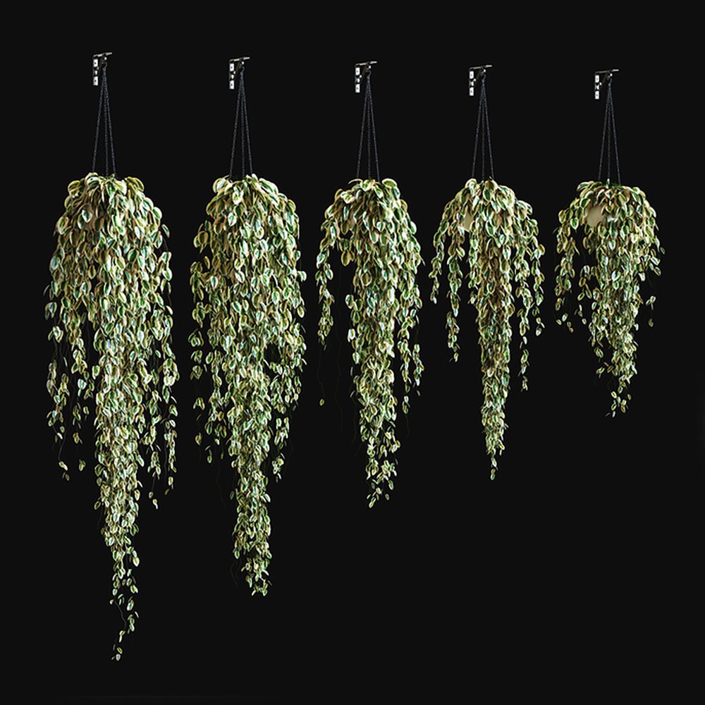 Potted plant on a chain