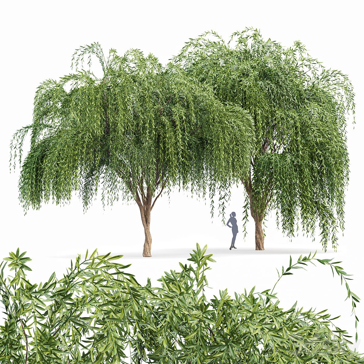 Weeping willow 2trees