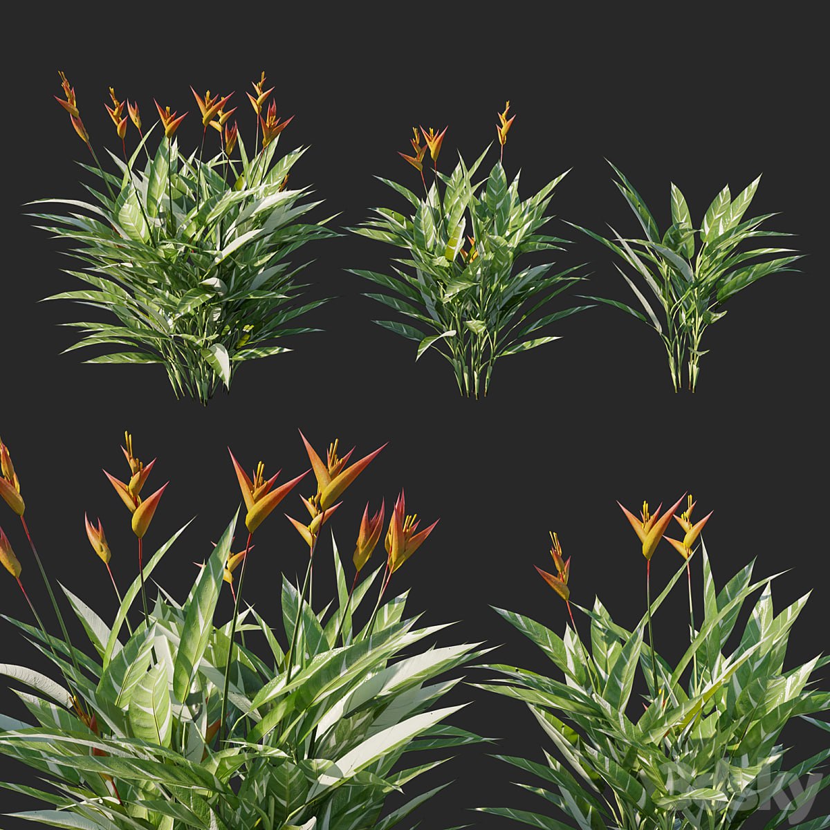 Heliconia psittacorum variegated 02