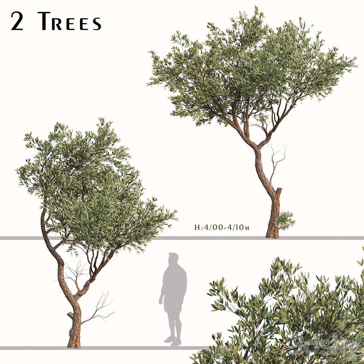 Set of Fruitless Olive Trees (Olea Europaea) (2 Trees)