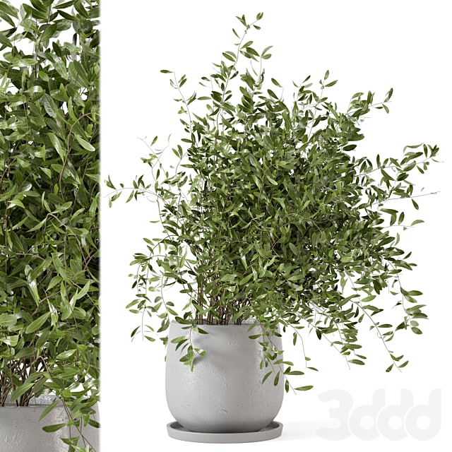 Indoor Plants in rusty Concrete Pot - Set 281