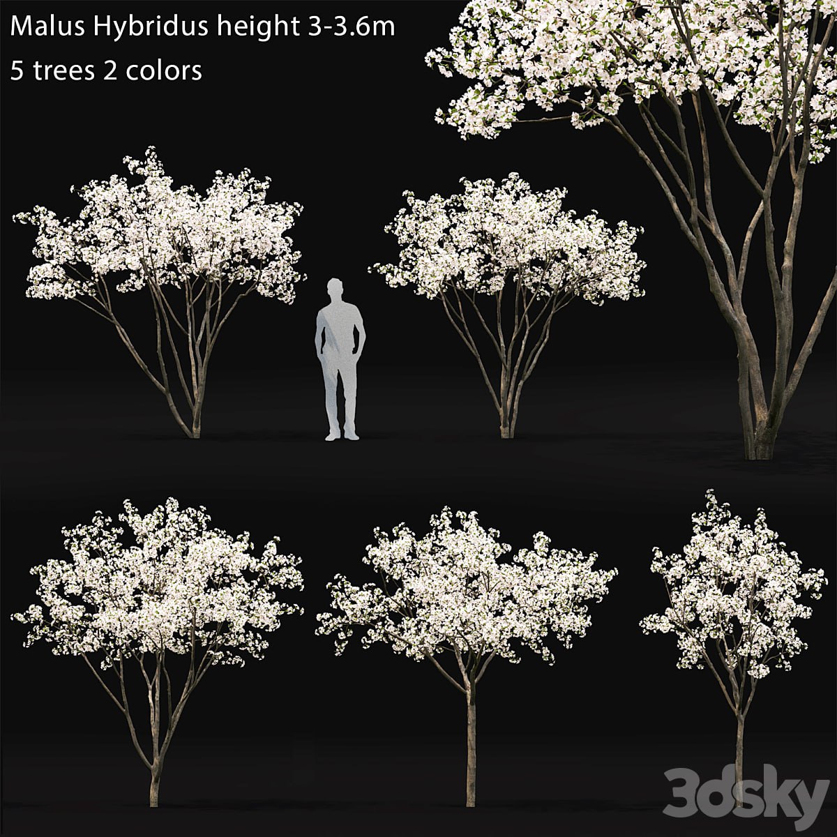 Blooming Apple Tree | Malus Hybridus flowering # 1