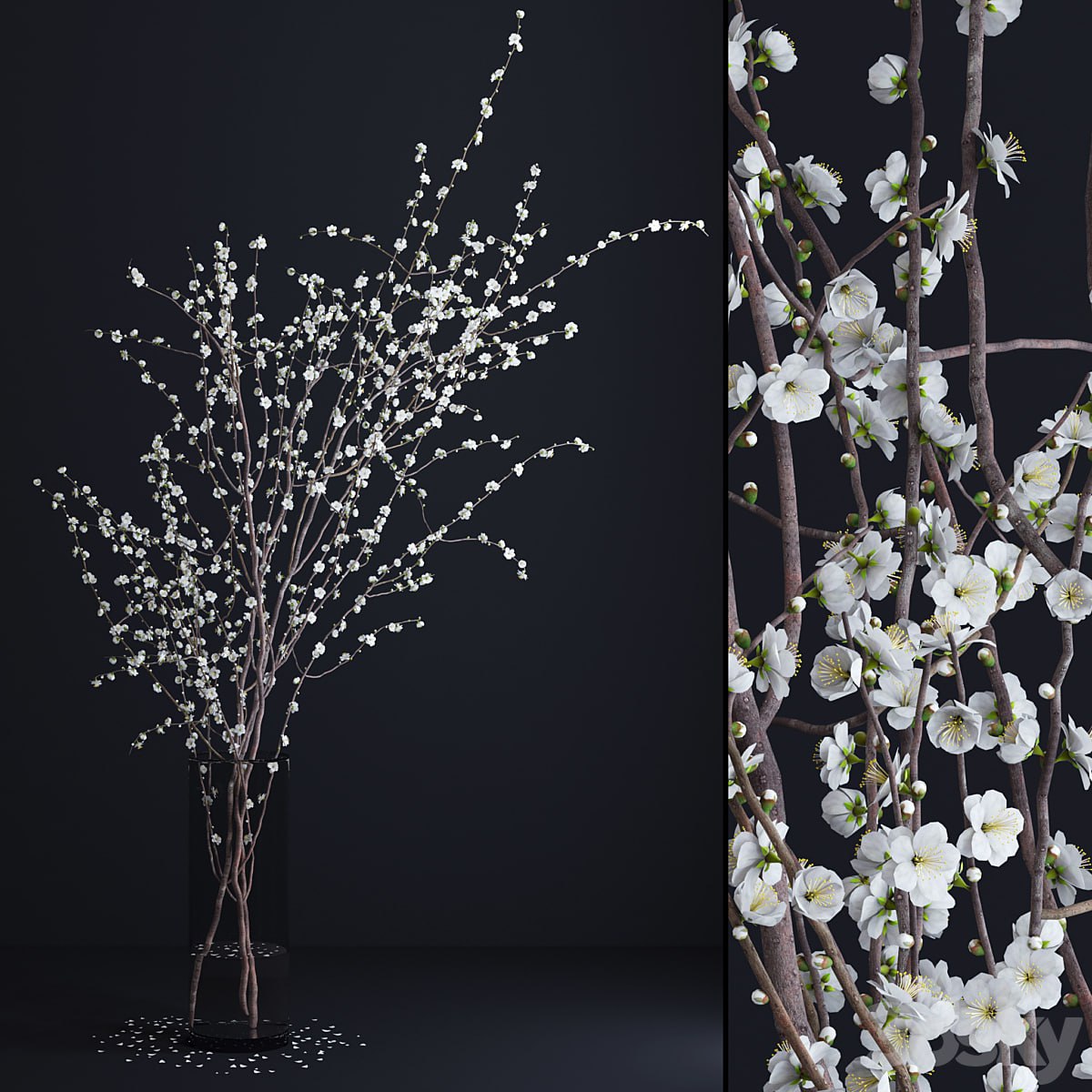 Prunus White Blossom