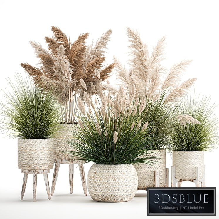 Plant collection 1080. pampas grass, white basket, reeds, rattan, landscaping, eco design, natural decor, dried flowers