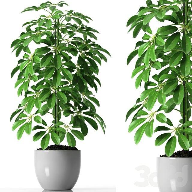 SCHEFFLERA PLANTS 35