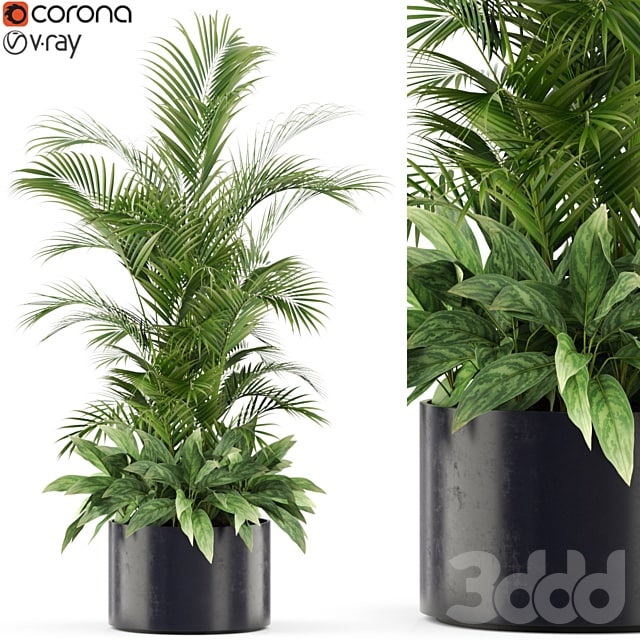 Plants collection 459