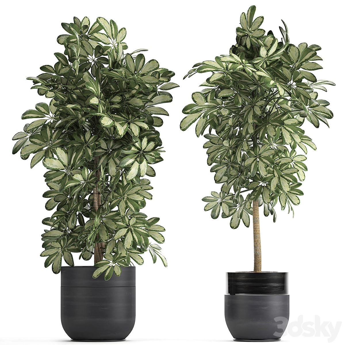 Plant Schefflera 765. Black pot, flowerpot, bush, thickets, exotic, decorative .