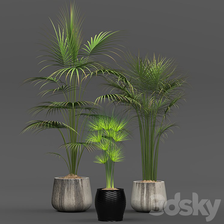 Collection of plants 01