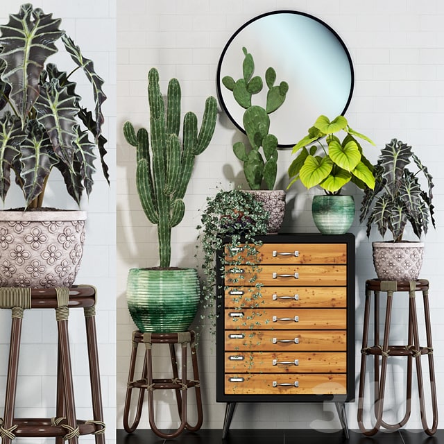 Plants collection 123