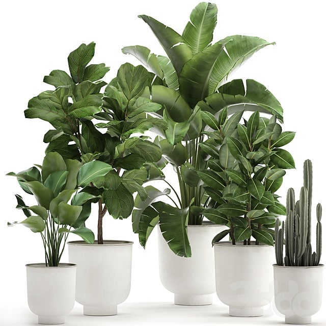 Plant collection 906. White Pot, Ficus, Tree, Strelitzia, Cactus, Banana, Bush, Banana Palm, Nordic Style, Metal Pot, Ficus lyrata