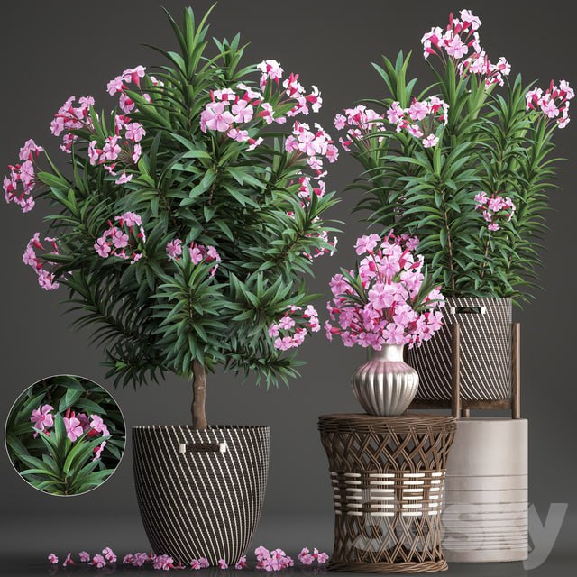 Plant collection 268. Oleander, tree, bush, basket, rattan table, flower bouquet, outdoor flowerpot, landscaping, garden, flowering tree