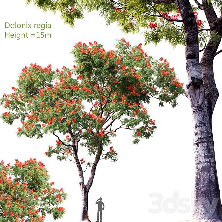 Dolonix regia | Height = 15m # 4