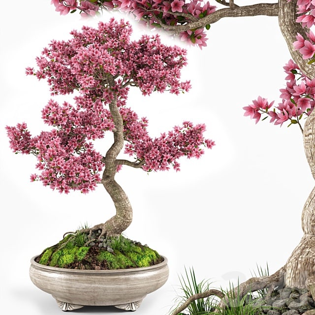 Sakura bonsai tree