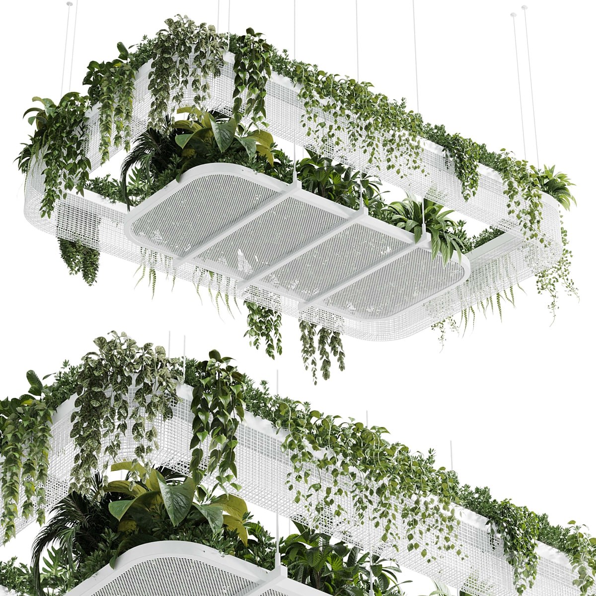 Hanging plants - indoor plant 323 vray