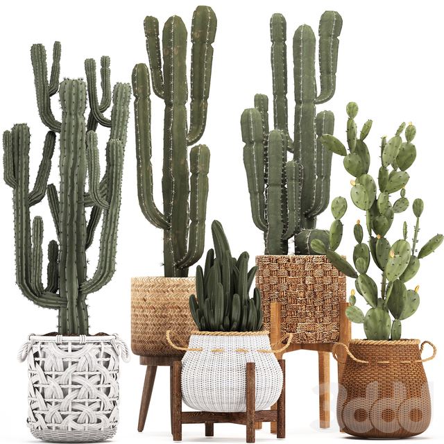 Collection of plants 330