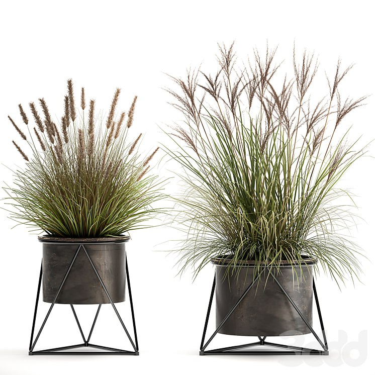 Plant collection 980. Reeds, grass, landscaping, bushes, flowerpot, industrial style