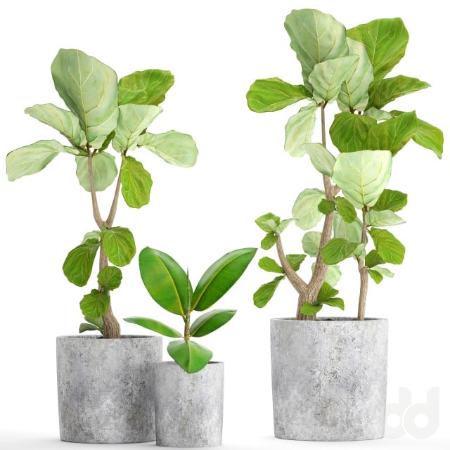 A collection of plants in pots 39. Ficus, Ficus lyrata, pot, concrete, ornamental tree, indoor, interior