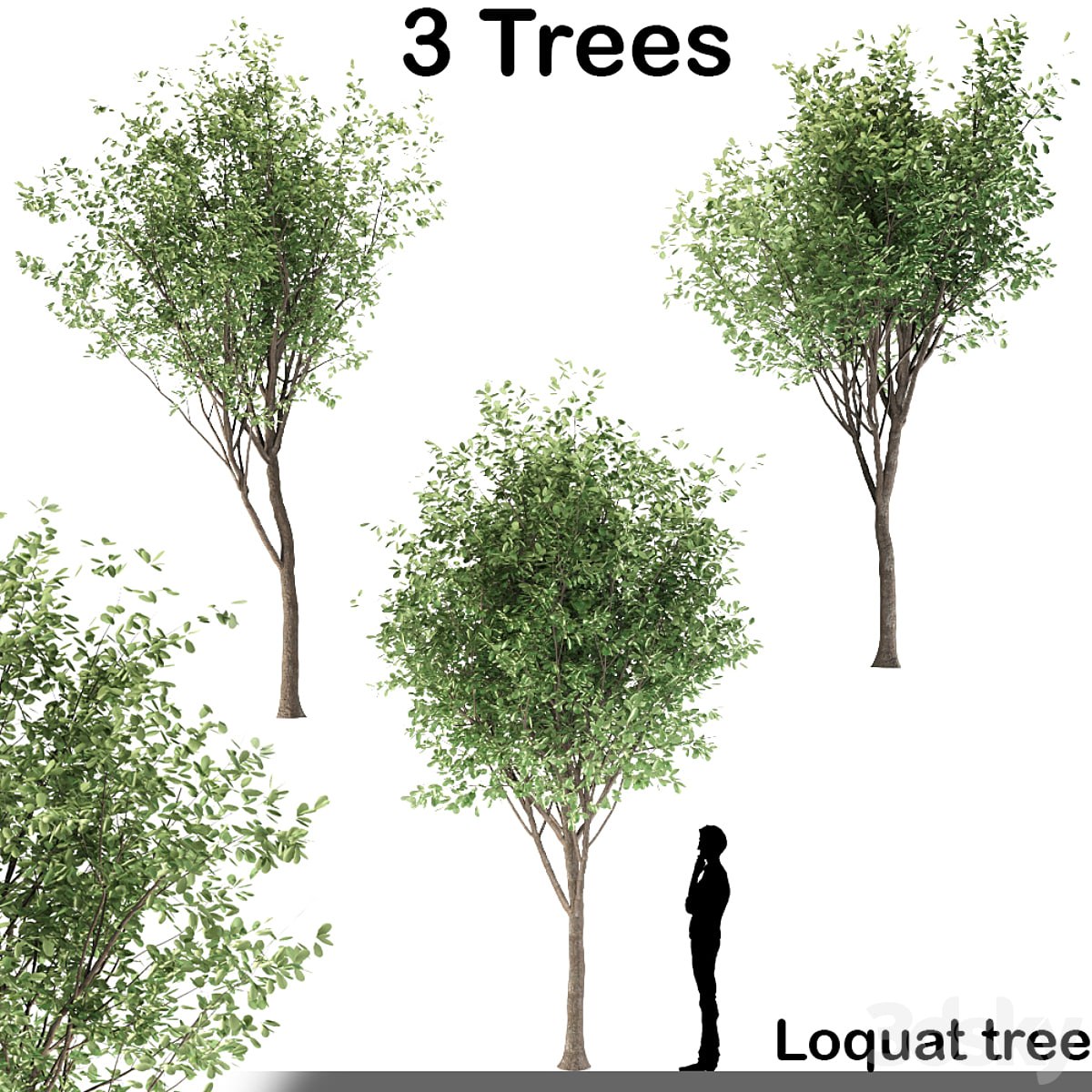 Loquat tree (3 Trees)