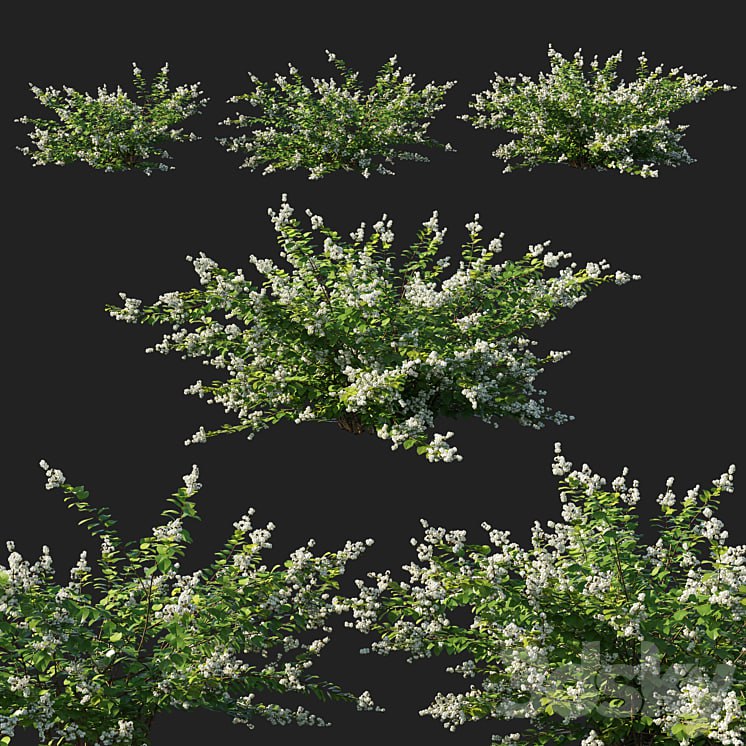 Symphoricarpos_berry_bush white