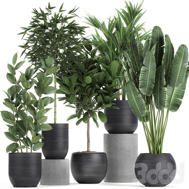 Plant collection 715. Bamboo, ficus, palm, banana, black pot, plumeria, bush, exotic plants