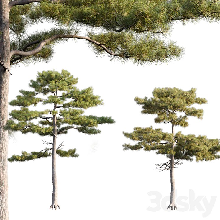 Pinus tabuliformis # 2