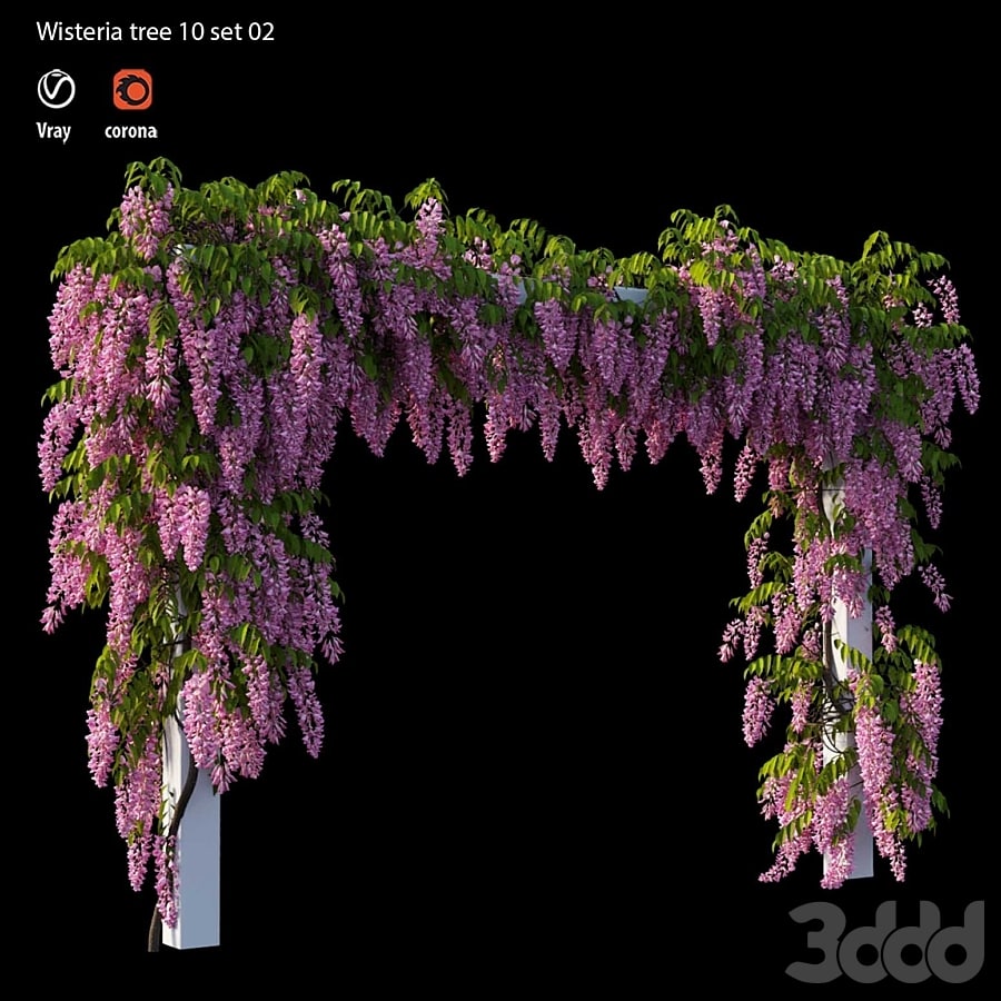 wisterial tree 10 set 02