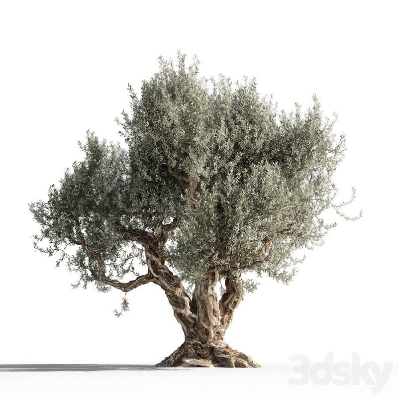 Olive tree 1