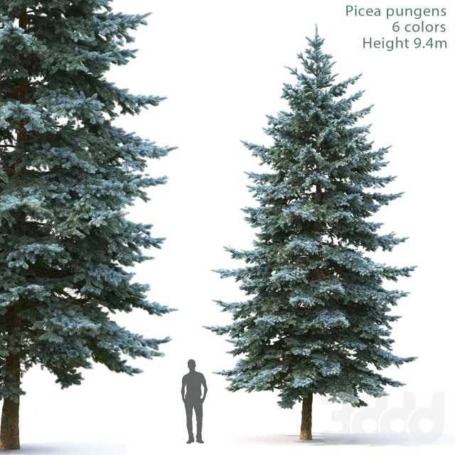 Picea pungens 6 colors Height